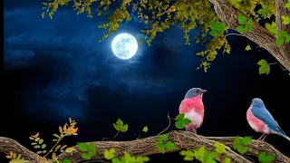 4K Chirping Birds And Windy Night Video | Landscape Nature Background Effect