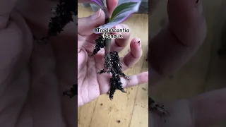 Tradescantia Nanouk soil propagation #propagation #plants #plants #tradescantia #shorts