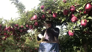 Piscando manzanas rojas en Othello Washington