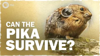 How the Pika Adapts to Climate Change  | Hot Mess 🌎