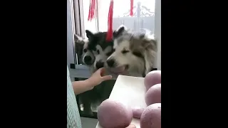 Owner makes snacks his Malamute dogs #shorts