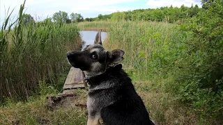 ЕДЕМ НА ПРУД КУПАТЬ СОБАКУ!!! С БОБОЙ НА НИВЕ НА ПРИРОДУ!!!