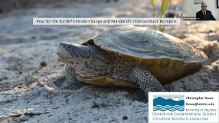 Fear for the Turtle? Climate Change and Maryland’s Diamondback Terrapins