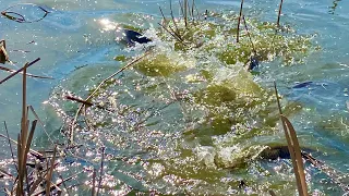 Река кипит ТУТ РЫБАЛКУ НАДО ЗАПРЕТИТЬ рыбалка весной на удочку