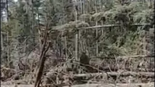 the We Found Sasquatch In Montana video