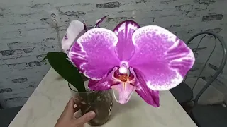 Первое цветение орхидеи Нью-Йорк в открытой системе