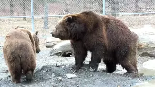 GREAT video of Jimbo and Leo in the pond.