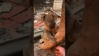 'Singed' Koala Rescued From Kangaroo Island Home Destroyed by Bushfires