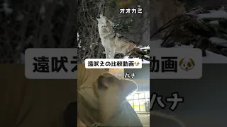 【500万再生】オオカミとハナを比較してみた