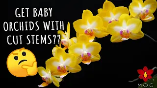 Myth or Truth #9 - Orchid propagation through cut stems, coconut water & more!