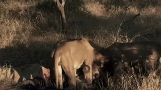 Mapoza Male Lion & Some members of Monwana Lion Pride regrouped and took down a Zebra | 11 May 2024