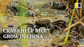 River crabs enrich rice fields in northeast China