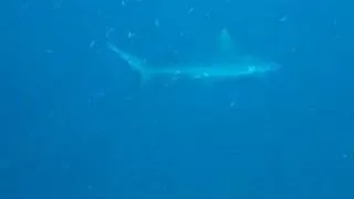 Baby Shark in Maldives 2005