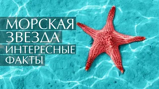 Морская звезда - интересные факты