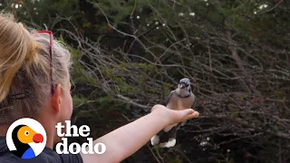 Woman Makes Friends With Wild Blue Jays | The Dodo