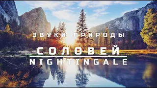 Звуки природы, 10 часов | Пение соловья | Расслабляющий чистый звук пения птиц! | NIGHTINGALE