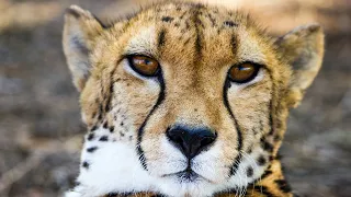 Гепард |  Життя гепардів у дикій природі | Cheetah | Guepard
