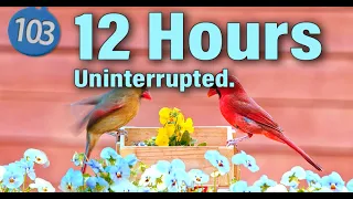 Uninterrupted 12 Hr. Relaxing Birdwatching: A Symphony of Songbirds for Your Cat's Entertainment