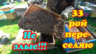 ПЕРЕСАЖИВАЮ 33 РОЙ ИЗ ЛОВУШКИ В УЛЕЙ, ПРИЗНАКИ СРЕДНЕРУССКОЙ ПЧЕЛЫ.