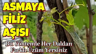 Üzüm Asmasına Filiz Aşısı Nasıl Yapılır