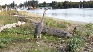 Great Blue Heron from Rescue to Release