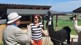 Boriss und Melissa 604 - 32. "Albschäferweg für Stubenhocker" - Lamas mit Blick in die Ferne