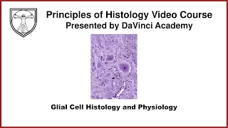 Glial Cell Histology and Physiology [Nervous System Histology 2 of 3]