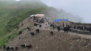 Himalayan shepherd Life In Dolpa || Nepali Lifestyle In Yak Shed || Organic Life Of Nepal.