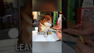 Meet the Shiba dog that runs a convenience store 🤗 🙌 #shorts #dog