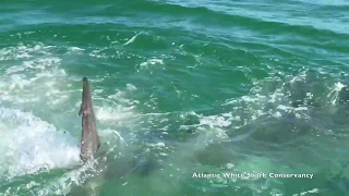 Great white shark eats seal off coast of Cape Cod