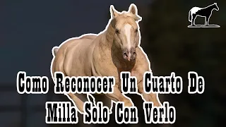 Capitulo 2 (Cuarto De Milla) Como Saber Que Raza Es Un Caballo Solo Con Verlo 🐴-Del Cerro Soy