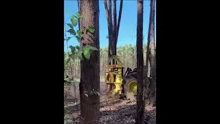 How does feller buncher work? How big of a tree can a feller buncher cut?