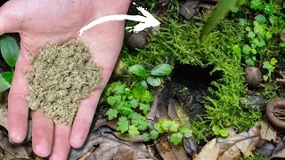 Will Dried Moss Return to Life?