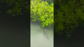 boy attacked and eaten by a crocodile