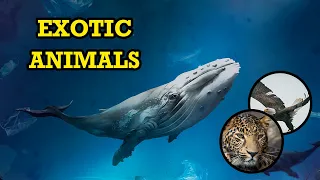 Incredible Creatures: The Most Wonderful Animals In The World You Need to See | Animal Club