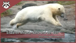 Eisbären Milana, Nana und der Ball im Zoo Hannover