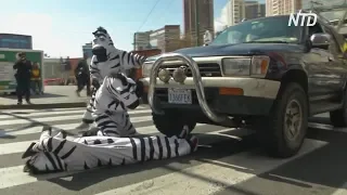 Как «зебры» оберегают боливийских пешеходов