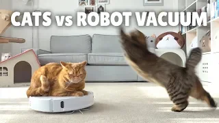 Cats vs Robot Vacuum | Kittisaurus