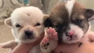 Man Takes in Two Orphaned Puppies Crying from Hunger, Discovers One Never Grows After 100 Days。