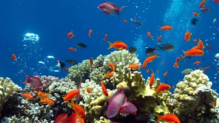 Волшебные звуки подводного мира /Подводный мир. Морские обитатели. Звуки воды.