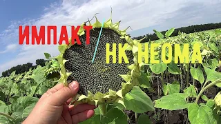 ПОДСОЛНЕЧНИК ГИБРИДЫ  Nuseed  VS  Syngenta/ОБЗОР/ЧЕГО ЖДАТЬ!!!