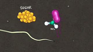 Optimizing Soil for Nitrogen Efficiency