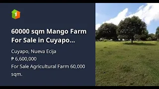 60000 sqm Mango Farm For Sale in Cuyapo Nueva Ecija