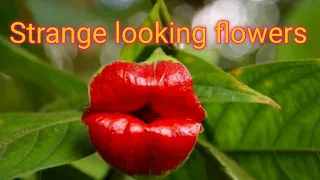 Top ten strange looking flowers