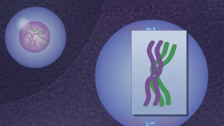 How Meiosis Works [HD Animation]_HIGH.mp4