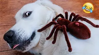 Funniest Animals 2024 😂 New Funny Cats and Dogs Videos 😻🐶