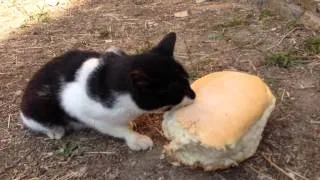Афонский кот-аскет ест хлеб