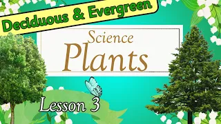 SCIENCE: Plants | DECIDUOUS and EVERGREEN Trees | Miss Ellis 🌿 #treesforkids #plants