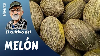 MELON: MELON CULTIVATION STEP BY STEP