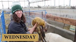 7 Days of Lambing (WEDNESDAY): Vlog 130